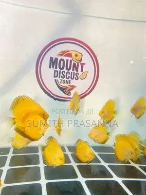 Discus Fish