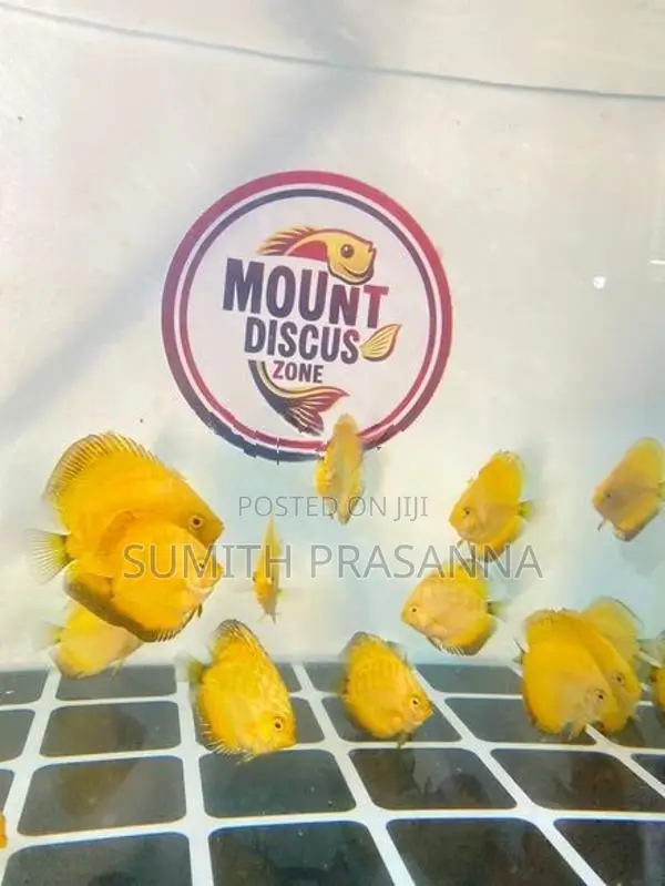 Discus Fish