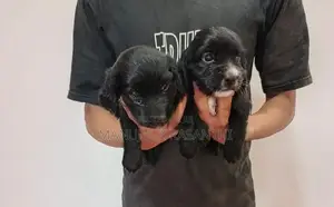 Cocker Spaniel Puppies