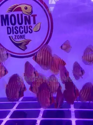 Discus Fish