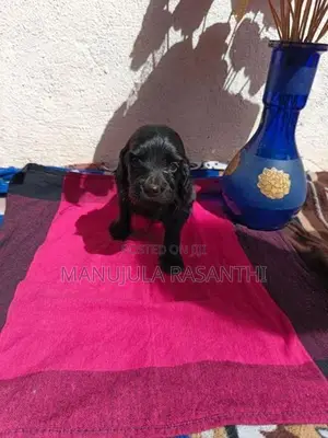 Cocker Spaniel Puppies