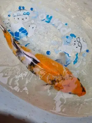 Koi Fish and Carp