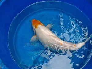 Koi Fish and Carp