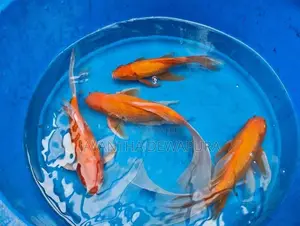 Koi Fish and Carp