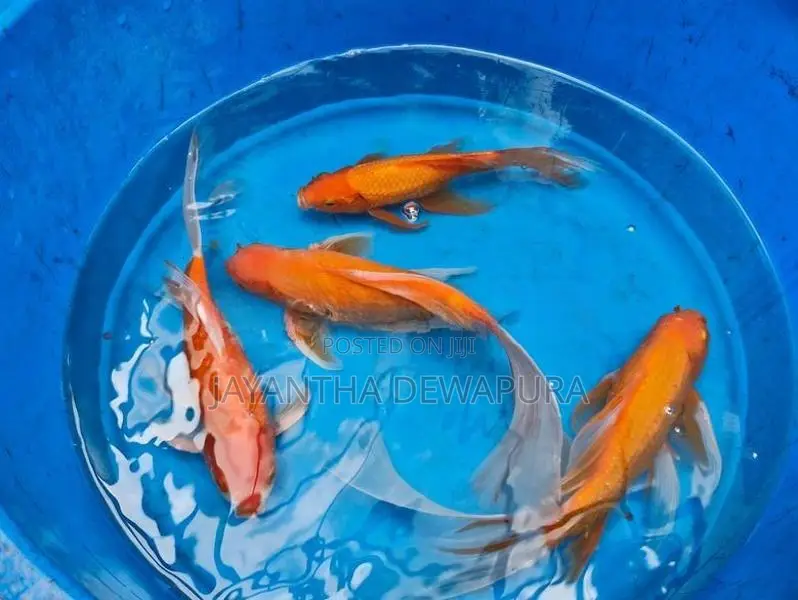 Koi Fish and Carp