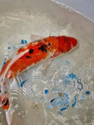Koi Fish and Carp