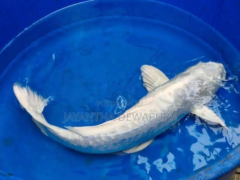 Koi Fish and Carp