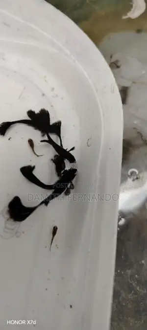 Guppy Fish