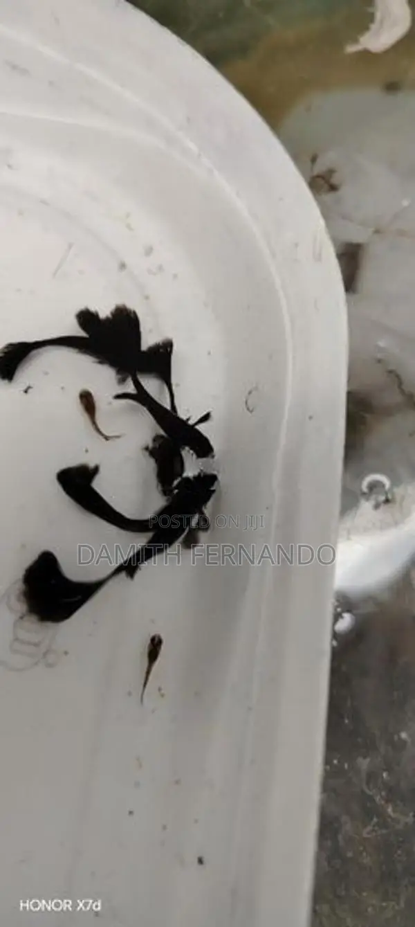 Guppy Fish