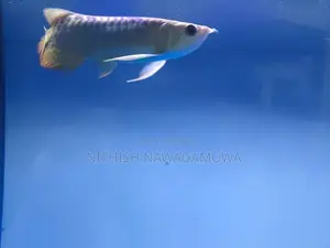 Golden Aravana 11 Inch