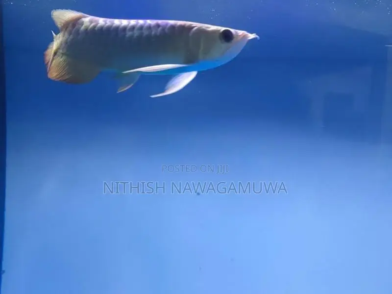 Golden Aravana 11 Inch