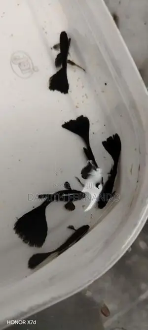 Guppy Fish