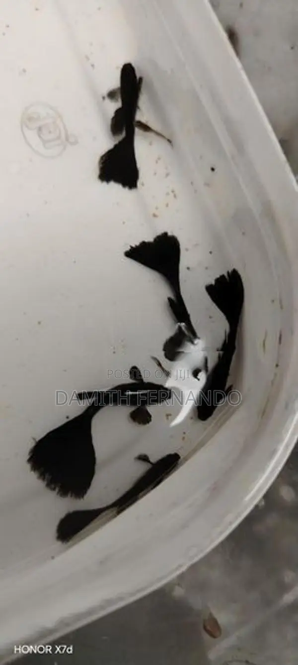 Guppy Fish