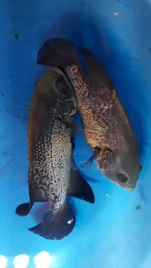 Oscar Copper Fish