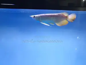 Golden Aravana 11 Inch