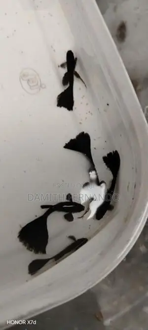 Guppy Fish