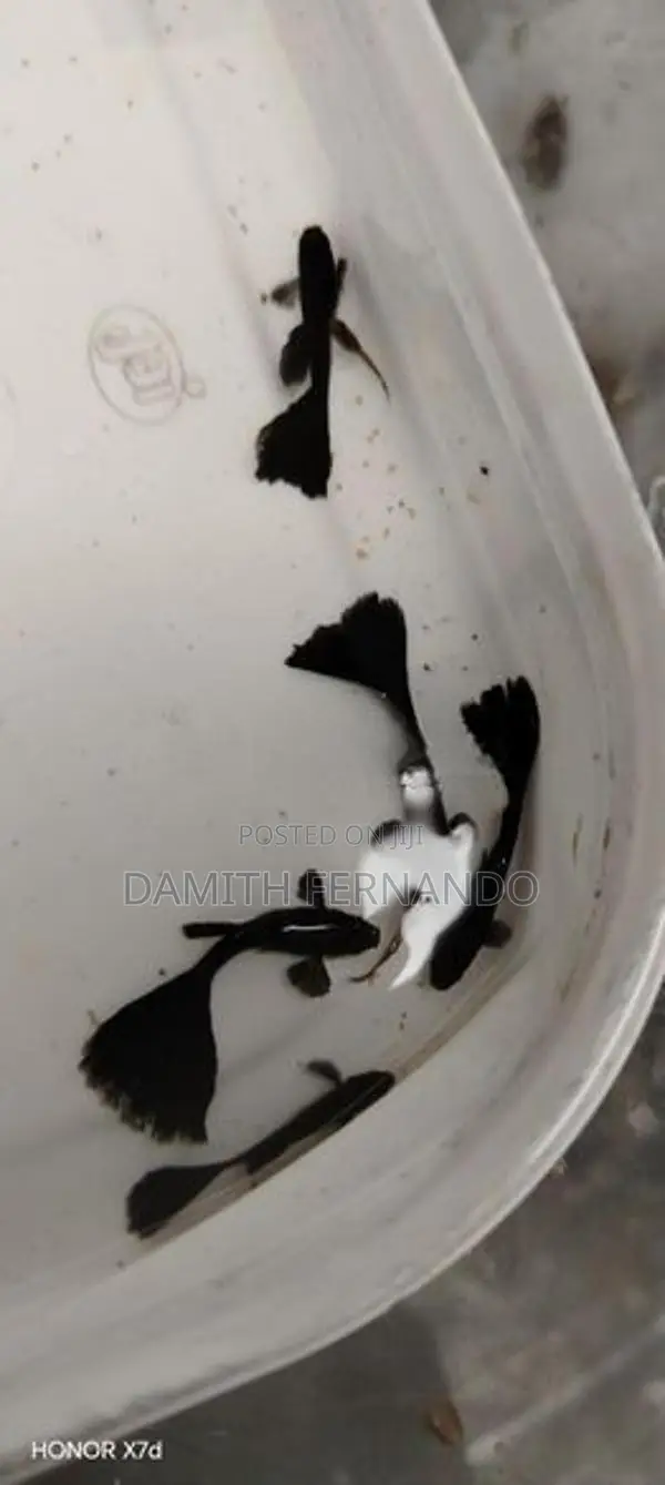 Guppy Fish