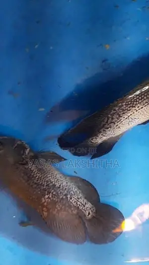 Oscar Copper Fish