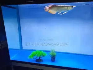 Golden Aravana 11 Inch