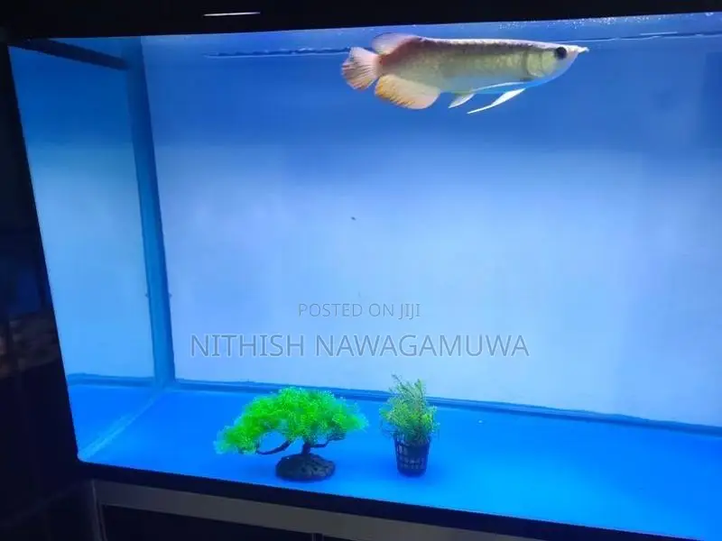 Golden Aravana 11 Inch