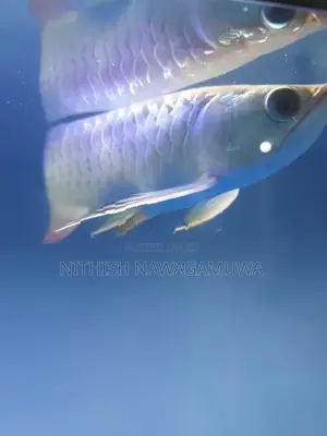 Golden Aravana 11 Inch