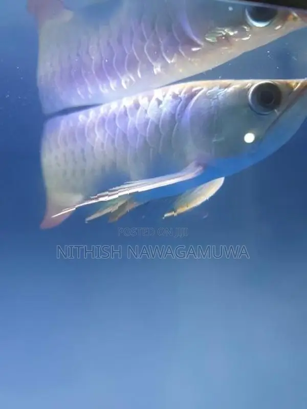 Golden Aravana 11 Inch