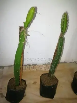 ඩ්‍රගන් පෘථි පැල