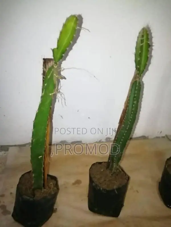ඩ්‍රගන් පෘථි පැල