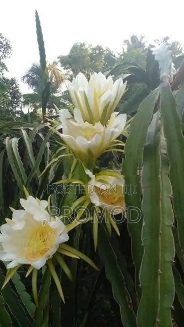 ඩ්‍රගන් පෘථි පැල