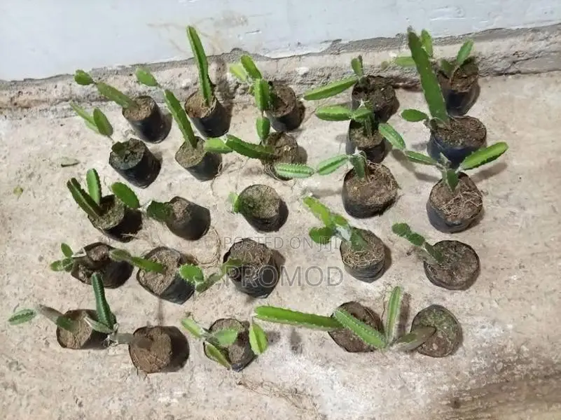 ඩ්‍රගන් පෘථි පැල