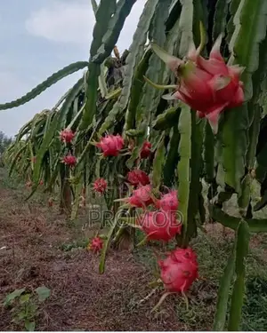 ඩ්‍රගන් පෘථි පැල