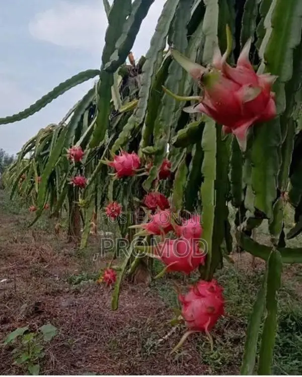 ඩ්‍රගන් පෘථි පැල