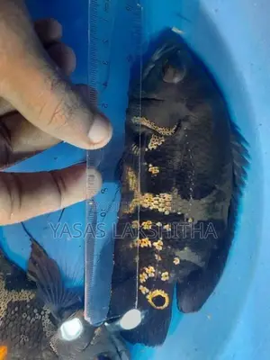 Black Tiger Yellow Oscar Fish