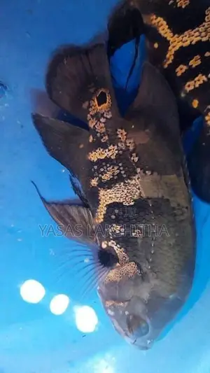 Black Tiger Yellow Oscar Fish