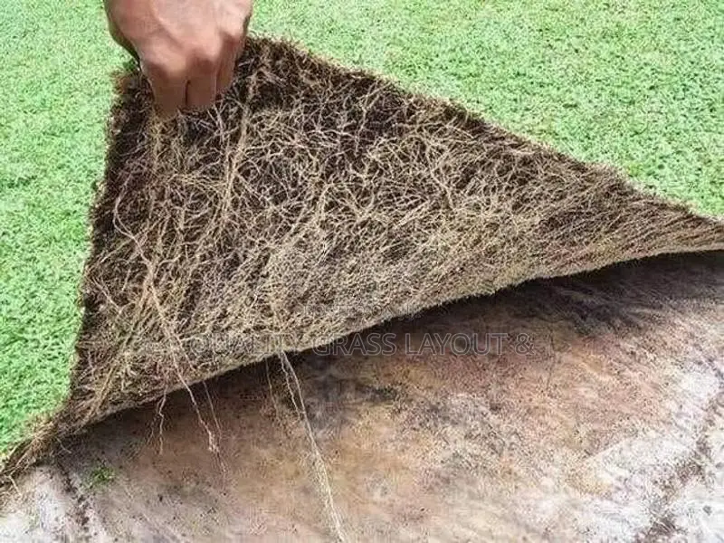 Malaysian Grass with Interlock Paving