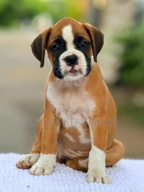 Boxer Puppies - Pick of The Litter Puppy