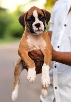 Boxer Puppies - Pick of The Litter Puppy