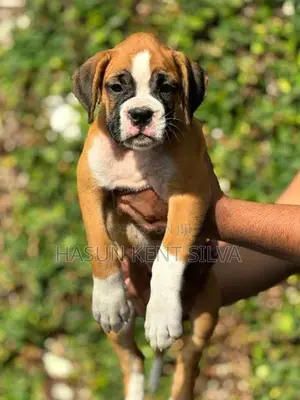 Boxer Puppies - Pick of The Litter Puppy