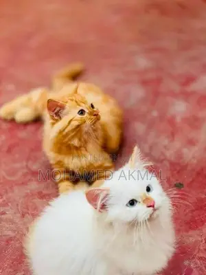 Persian Cat