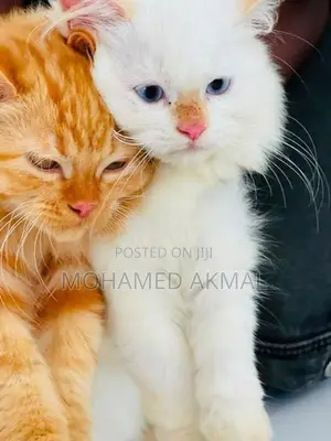Persian Cat