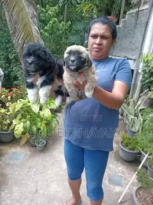 Shih Tzu Puppies