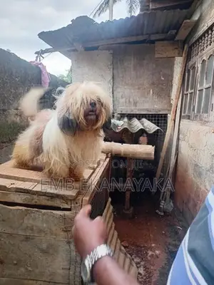 Shih Tzu Puppies