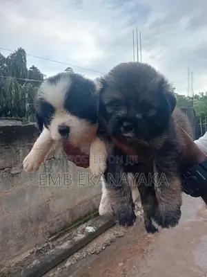 Shih Tzu Puppies