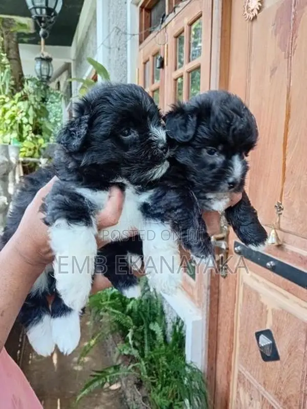 Shih Tzu Puppies