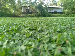 Malaysian Grass