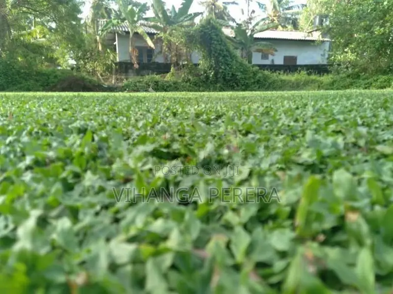 Malaysian Grass