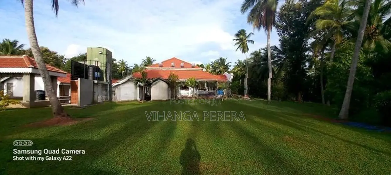 Malaysian Grass