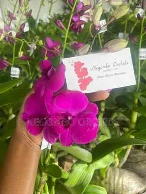 Orchid Plants