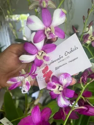 Orchid Plants