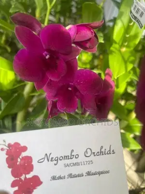 Orchid Plants
